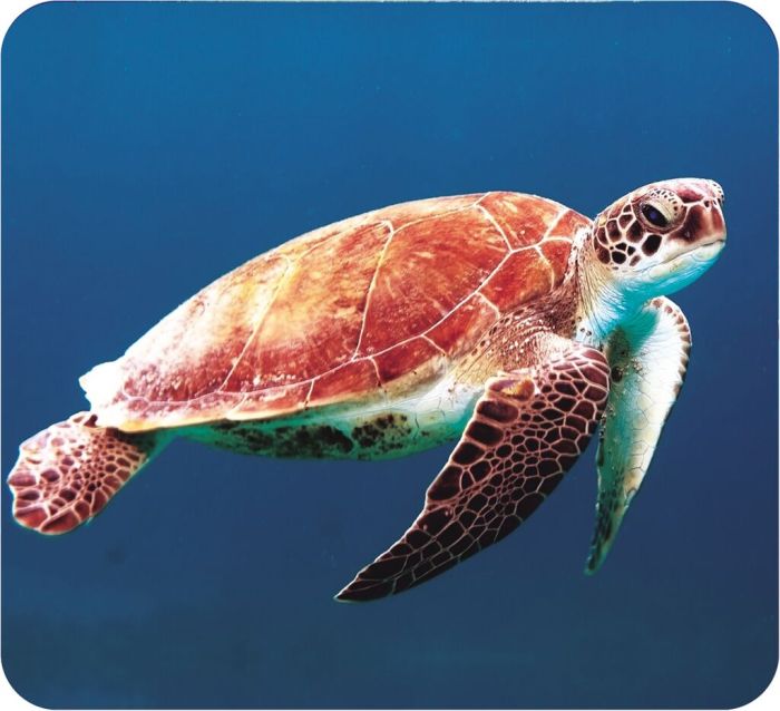 Moses Diashow Meerestiere