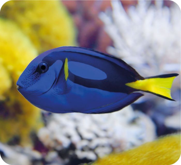 Moses Diashow Meerestiere