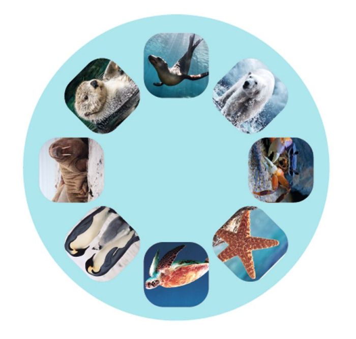 Moses Diashow Meerestiere